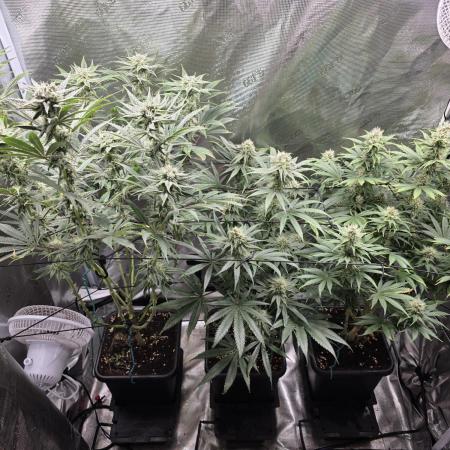 Planet of the Grapes Rbx by Ethos