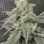 Lady Pink, cuts by Purple City Genetics