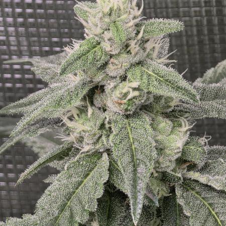 Lady Pink, cuts by Purple City Genetics