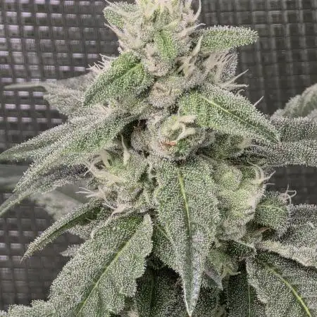 Lady Pink, cuts by Purple City Genetics