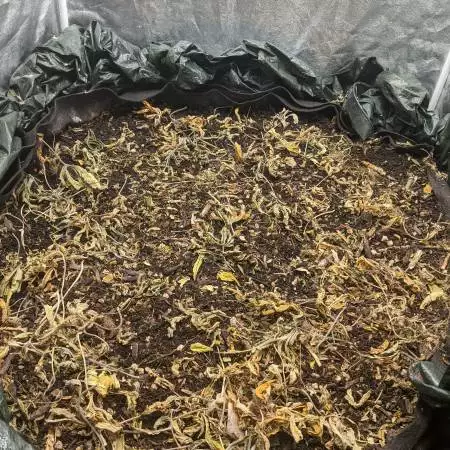 Zilla Style! 500+ seeds one soil bed