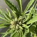 Gorilla cookies auto #2