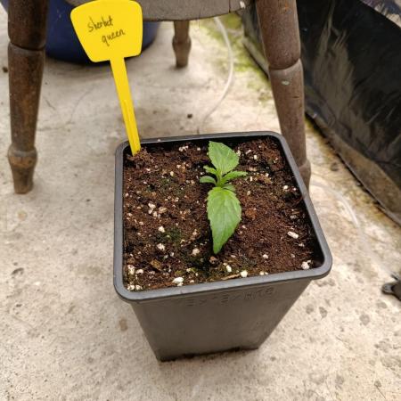 RQS sherbet queen fem