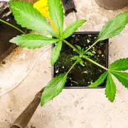 RQS sherbet queen fem