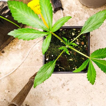 RQS sherbet queen fem