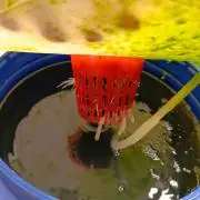 hydro cookie gelato (death and rebirth)