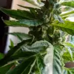  Slurricane