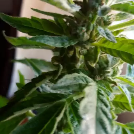  Slurricane