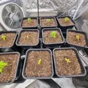 Boppers || Purple City Genetics