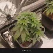 Jealousy  // FC EVO 6500