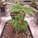 Jealousy  // FC EVO 6500