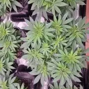 Jealousy  // FC EVO 6500