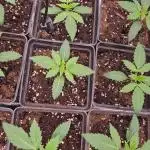 Jealousy  // FC EVO 6500