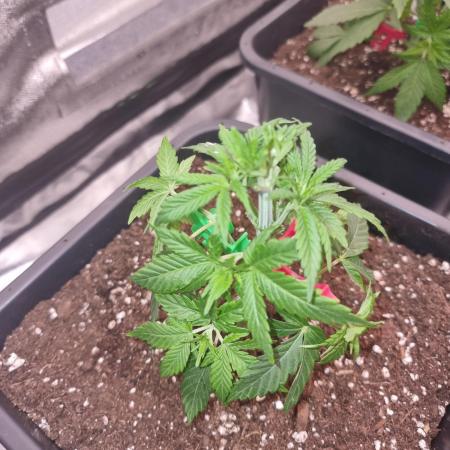 Jealousy  // FC EVO 6500