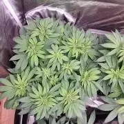 Jealousy  // FC EVO 6500