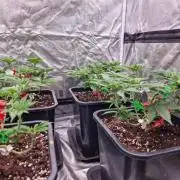 Jealousy  // FC EVO 6500