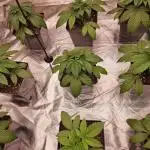 Jealousy  // FC EVO 6500