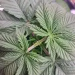 Jealousy  // FC EVO 6500