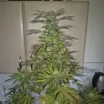 #DELAHAZE Balkon Grow
