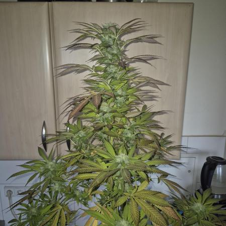 #DELAHAZE Balkon Grow