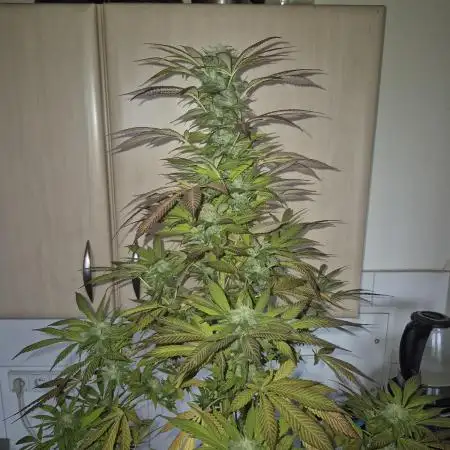 #DELAHAZE Balkon Grow