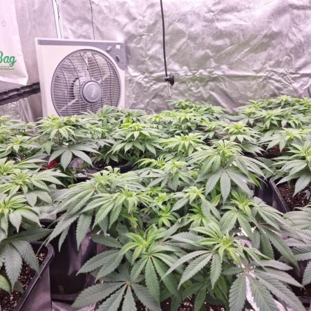 Jealousy  // FC EVO 6500