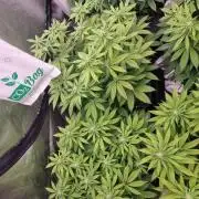 Jealousy  // FC EVO 6500