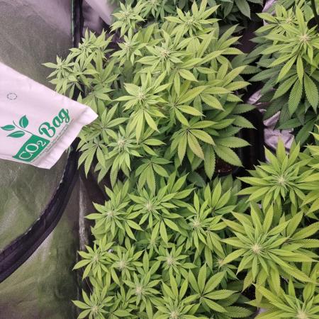 Jealousy  // FC EVO 6500