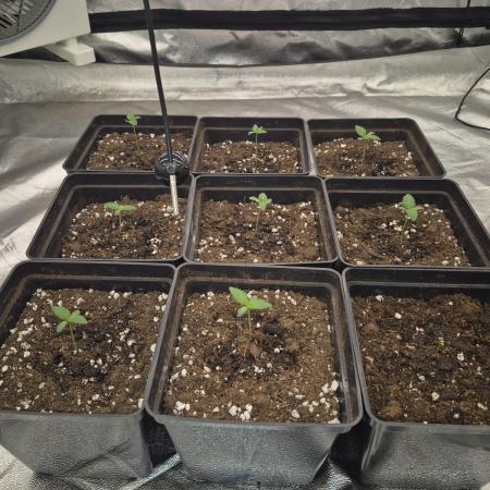 Jealousy  // FC EVO 6500