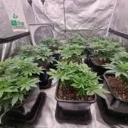 Jealousy  // FC EVO 6500