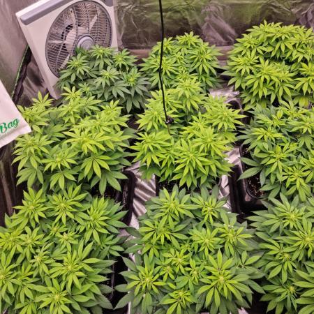 Jealousy  // FC EVO 6500