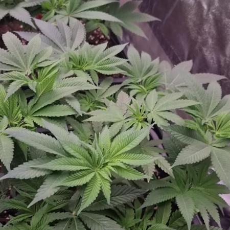 Jealousy  // FC EVO 6500