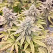 Jealousy  // FC EVO 6500