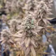 Jealousy  // FC EVO 6500