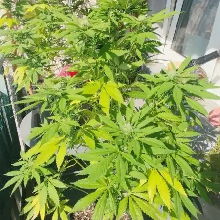 #DELAHAZE Balkon Grow