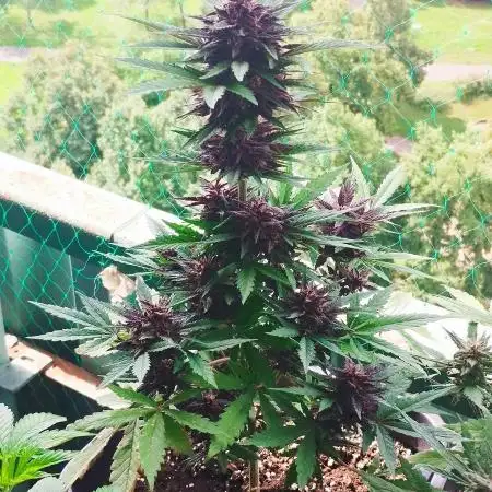 DARK Lemonade Auto