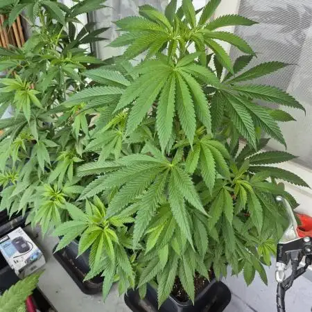 #DELAHAZE Balkon Grow