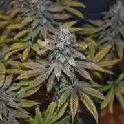 Jealousy  // FC EVO 6500