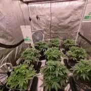 Jealousy  // FC EVO 6500