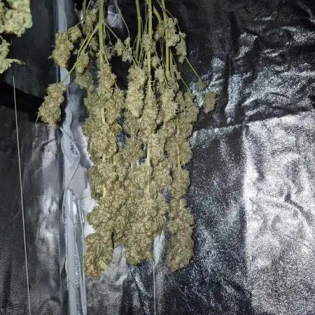 Sour strawberry  |  Barney's