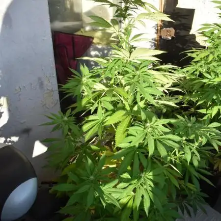 #DELAHAZE Balkon Grow
