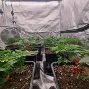 Jealousy  // FC EVO 6500