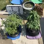 Numo Grow Club outdoor Auto’s