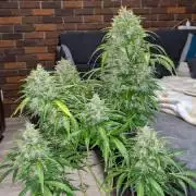 Bubble Kush Autoflower