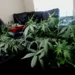 First Grow!