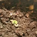  + speed sweet seeds outdoor