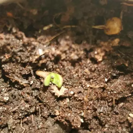  + speed sweet seeds outdoor