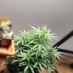NIRVANA GENETICS — F1 RUNTZ AUTO
