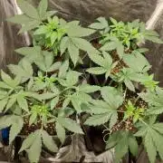 Chocolope Closet.cl Granel