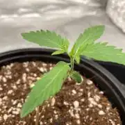 Mephisto Genetics Multi Strain